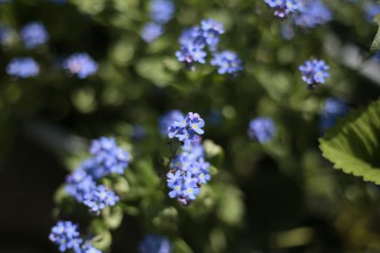 pomnenka-rolni